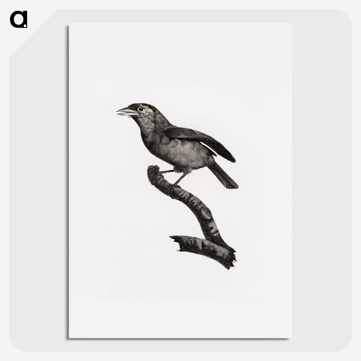 1-38_Des-Oiseaux-de-Paradis_picture