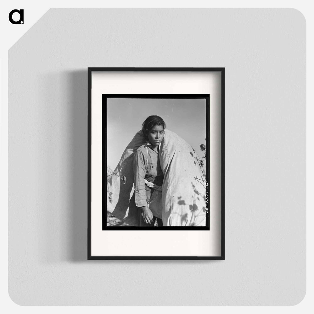 Mexican cotton picker - Dorothea Lange Poster.