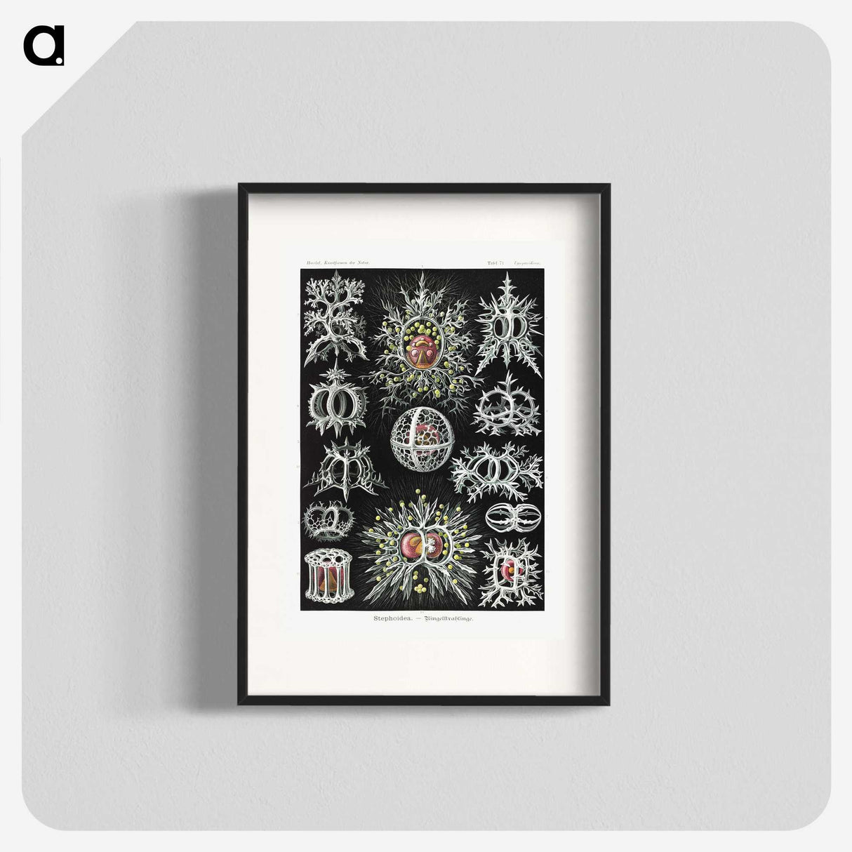 1-38_Ernst-Haeckel_blk
