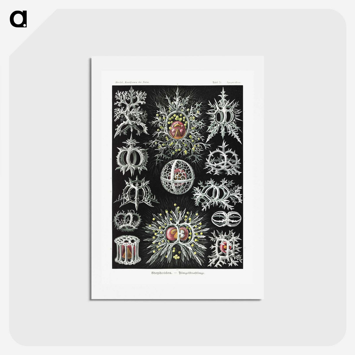 1-38_Ernst-Haeckel_hagaki