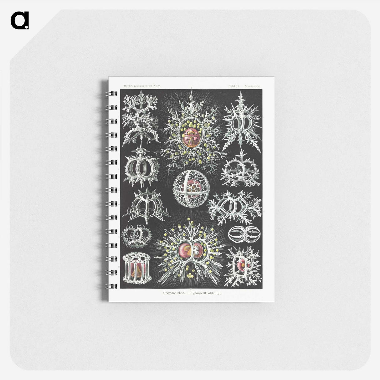 1-38_Ernst-Haeckel_memo