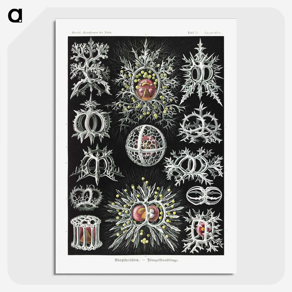 1-38_Ernst-Haeckel_picture-crop