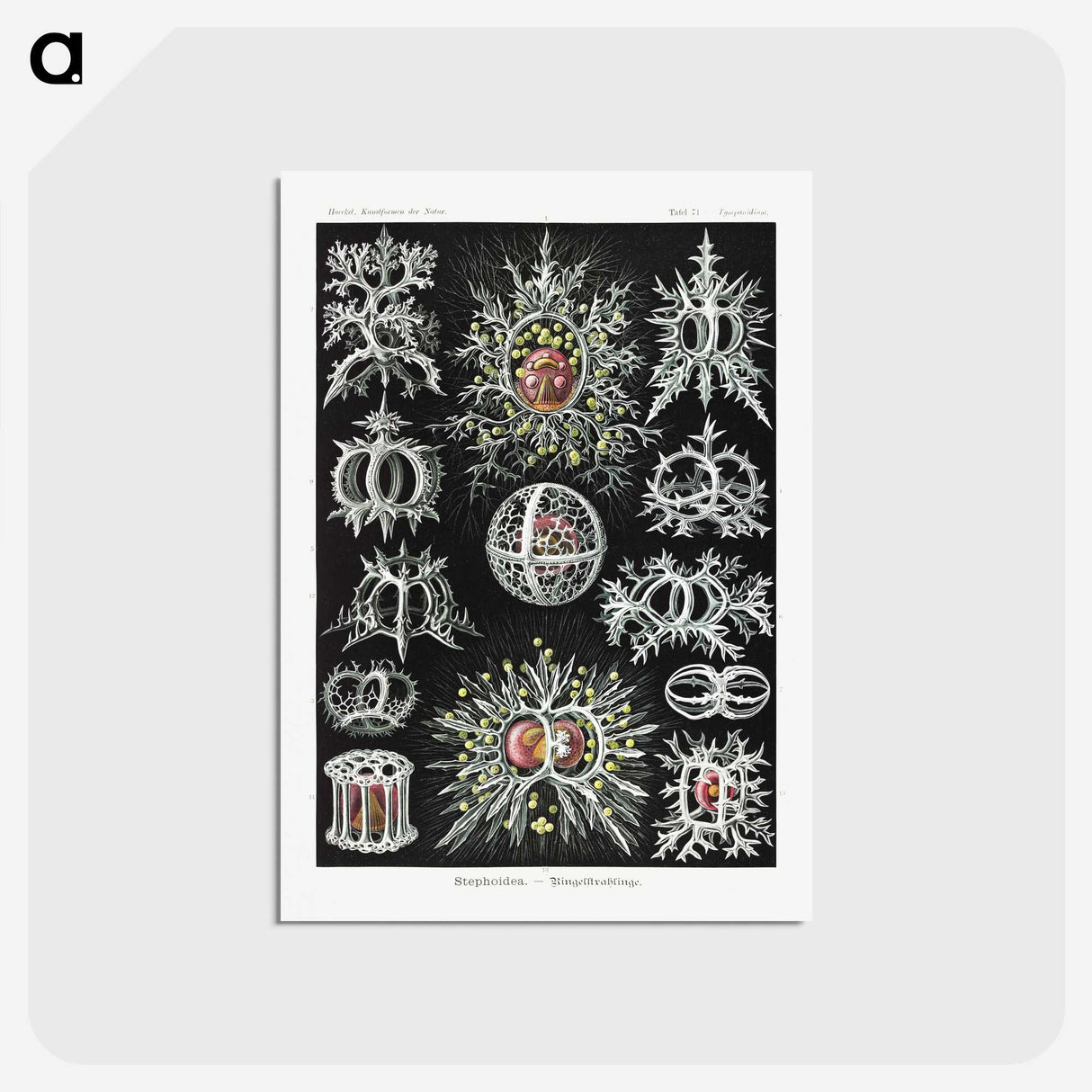 1-38_Ernst-Haeckel_postcard