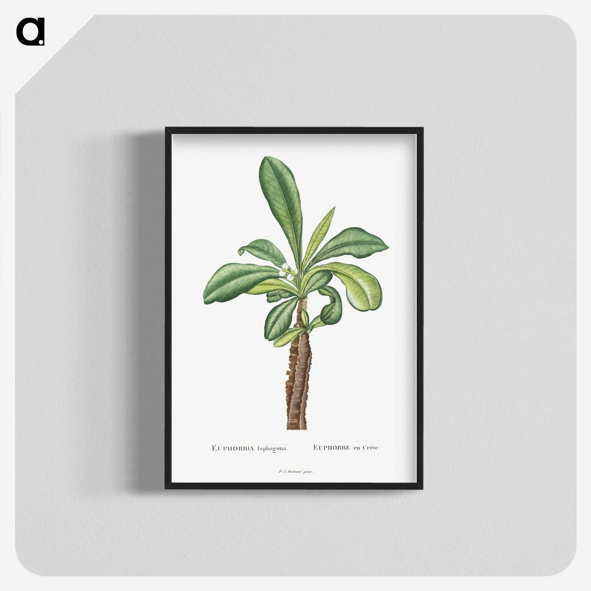 1-38_Histoire-des-Plantes-Grasses_blk-crop