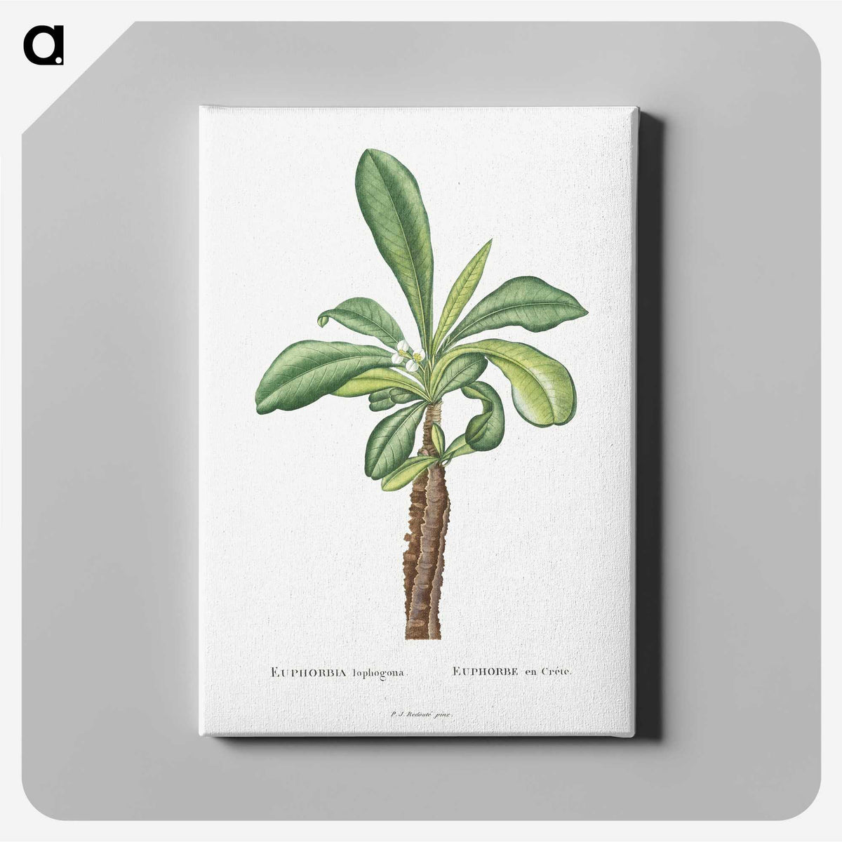 1-38_Histoire-des-Plantes-Grasses_canvas