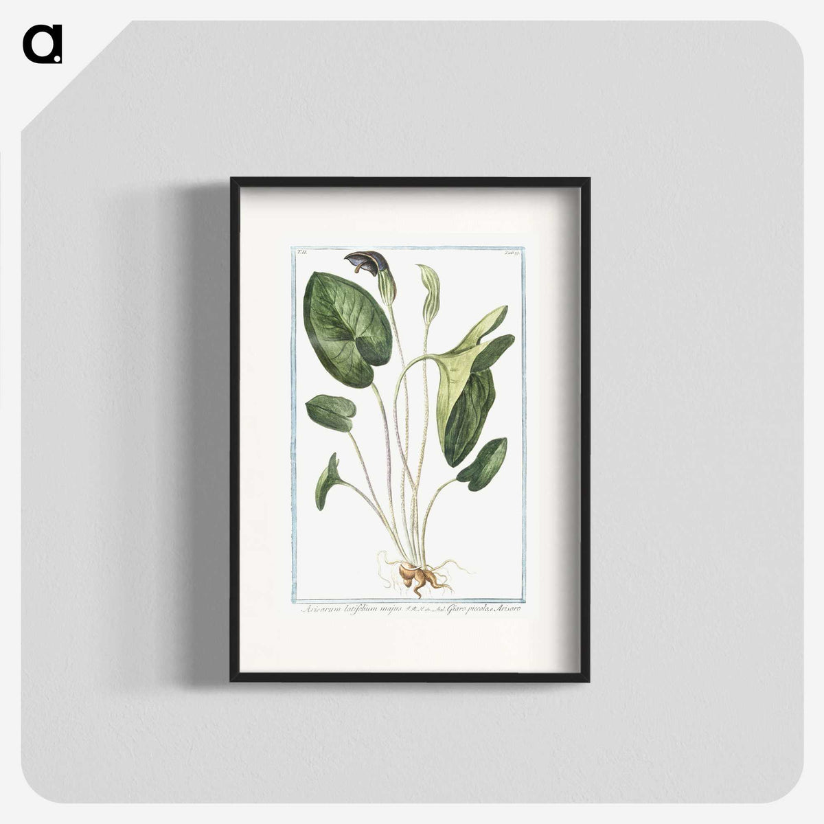 1-38_Hortus-Romanus-Botanical-Plates_blk