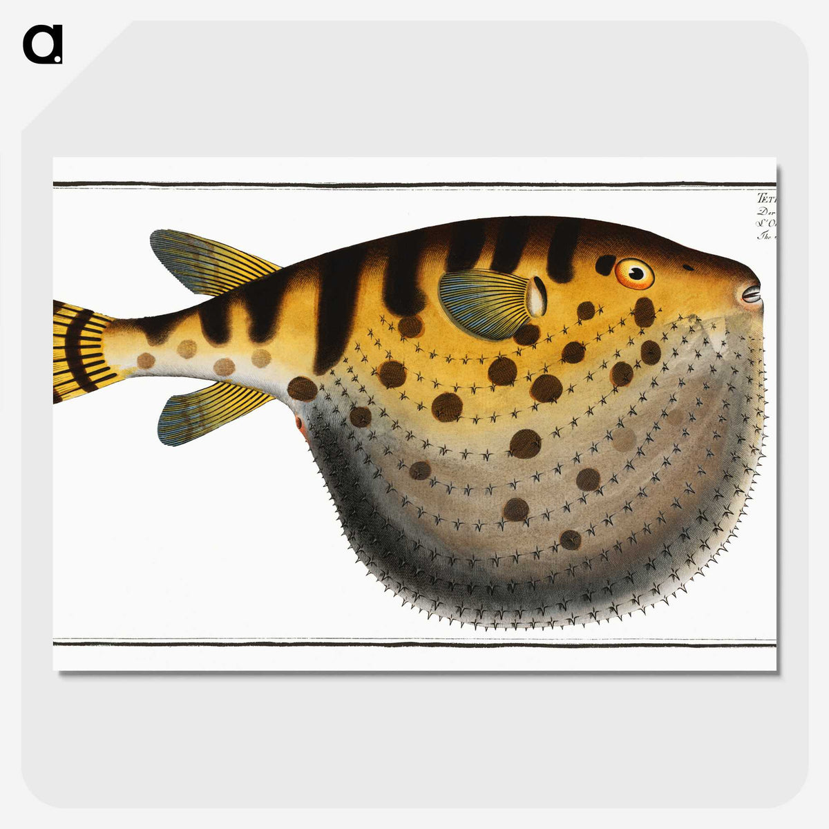 1-38_Ichtyologie-ou-Histoire-naturelle_picture-crop