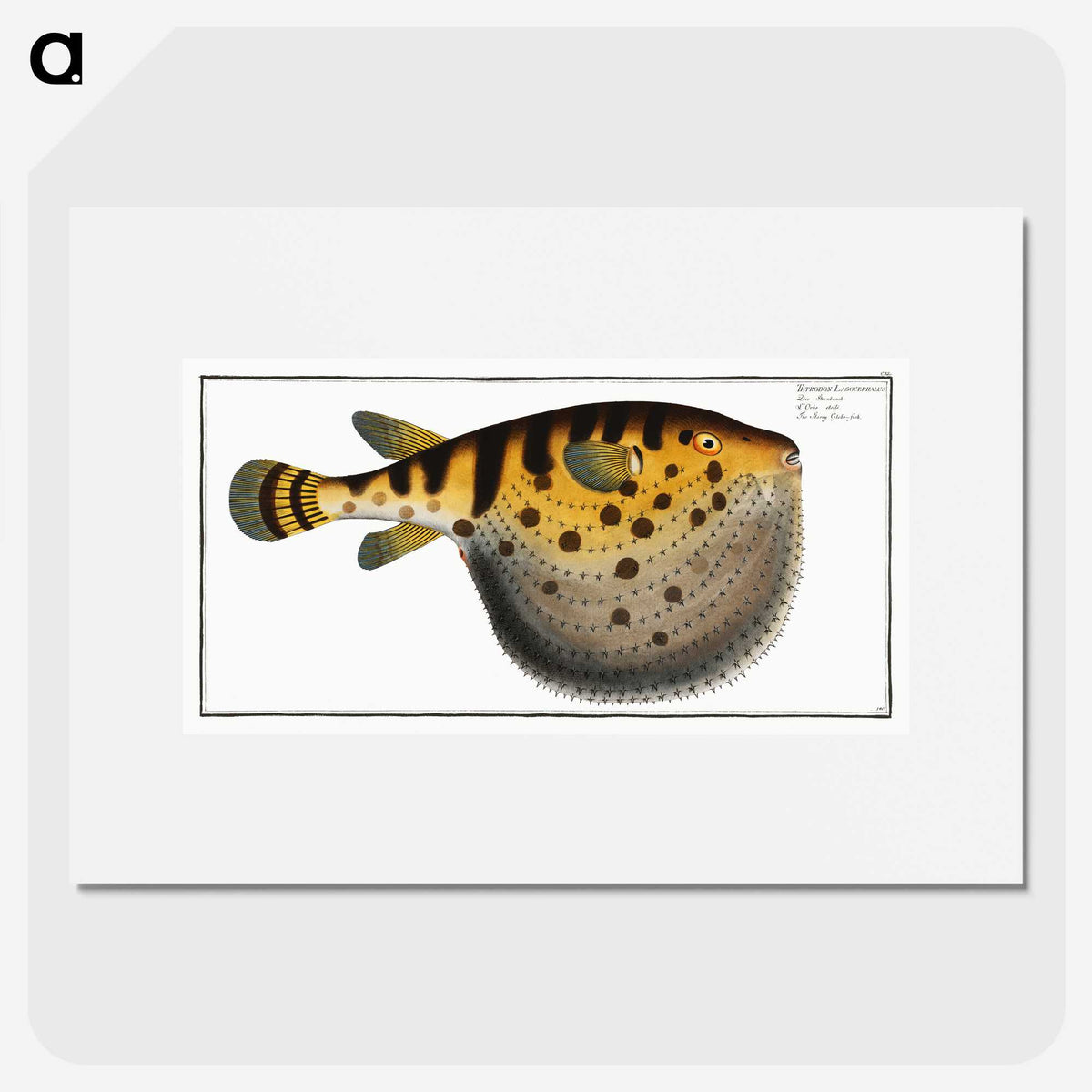 1-38_Ichtyologie-ou-Histoire-naturelle_picture