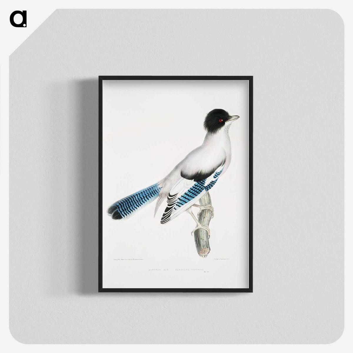 1-38_Indian-Zoology_blk-crop