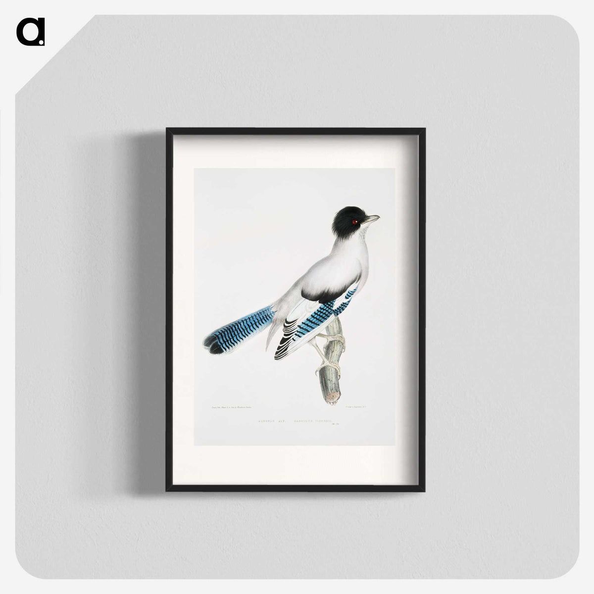 1-38_Indian-Zoology_blk