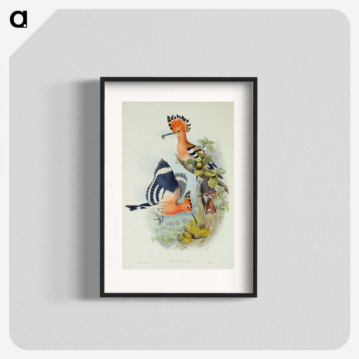 1-38_John-Gould_blk