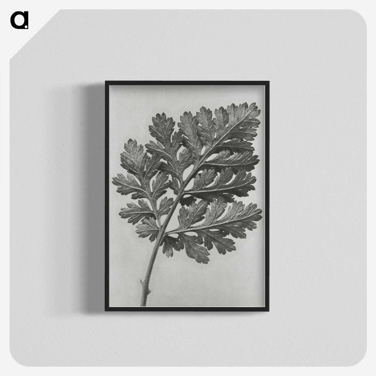 1-38_Karl-Blossfeldt_blk-crop