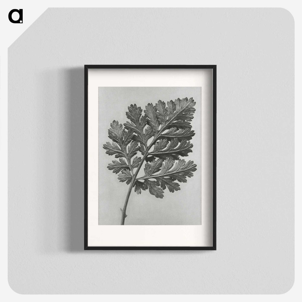 1-38_Karl-Blossfeldt_blk