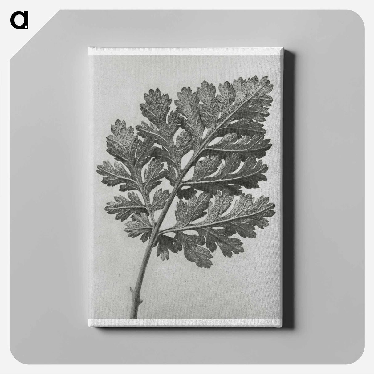 Chrysanthemum parthenium - カール ブロスフェルト Canvas.