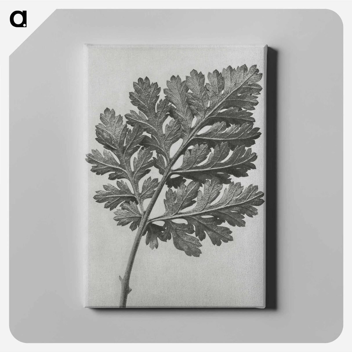 アートパネル-Chrysanthemum parthenium - カール ブロスフェルト Canvas.