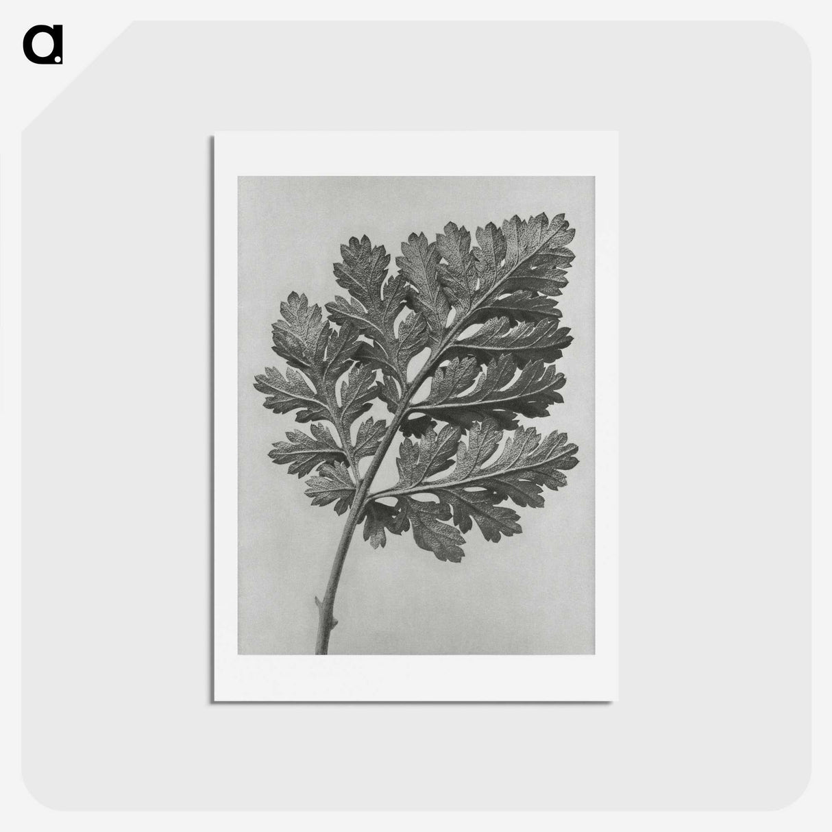 1-38_Karl-Blossfeldt_hagaki