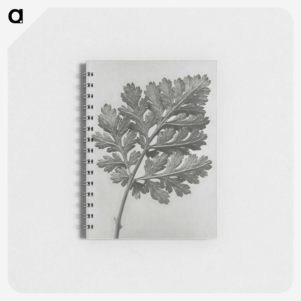 1-38_Karl-Blossfeldt_memo