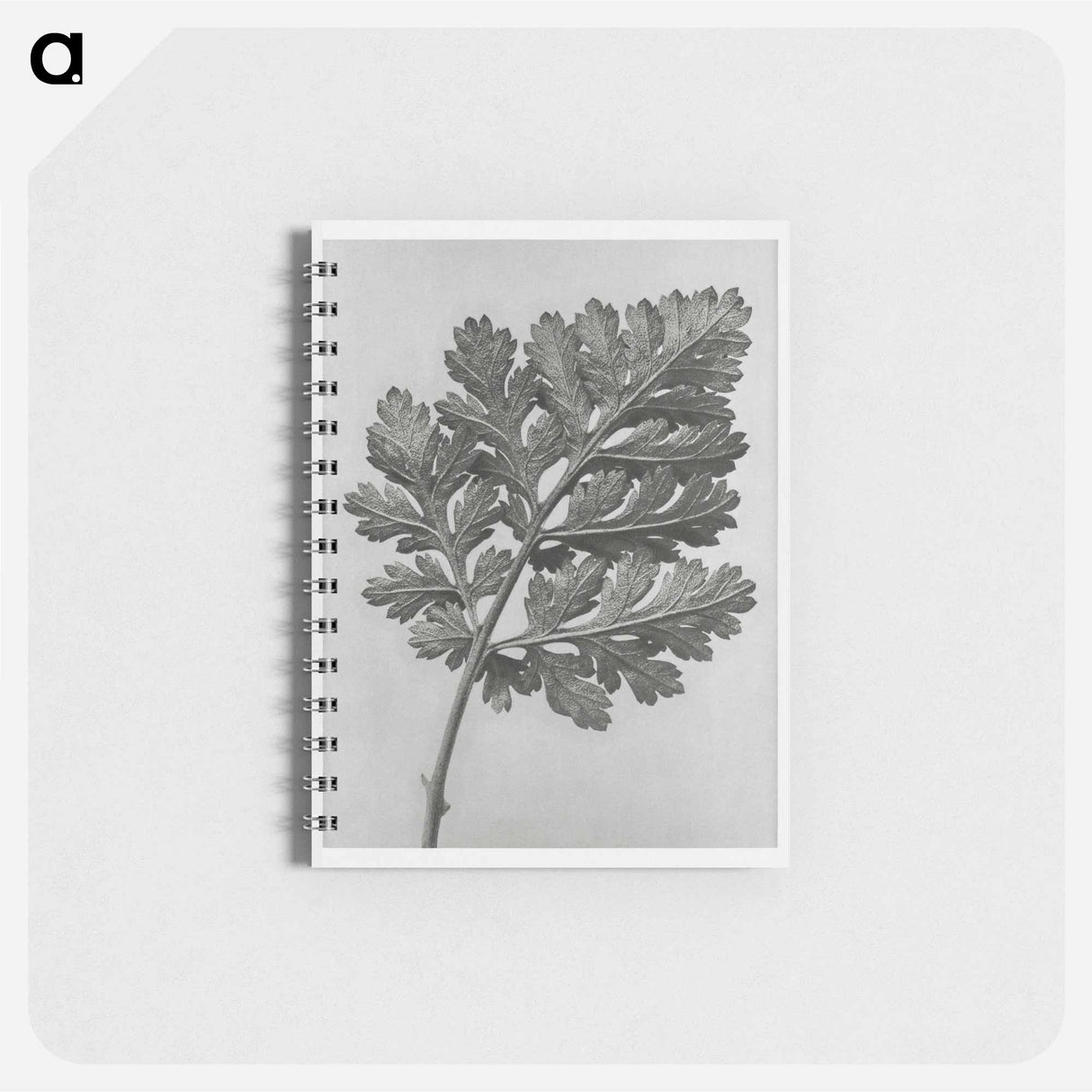 Chrysanthemum parthenium - カール ブロスフェルト Memo.