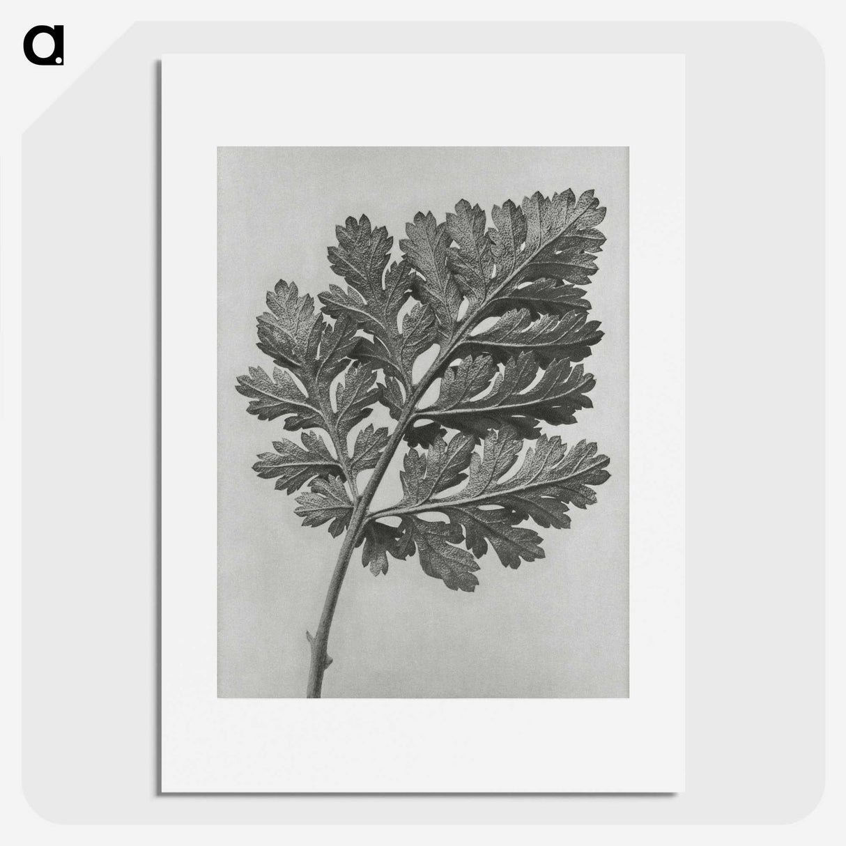 1-38_Karl-Blossfeldt_picture
