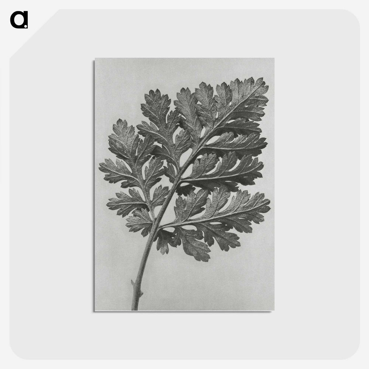 1-38_Karl-Blossfeldt_postcard