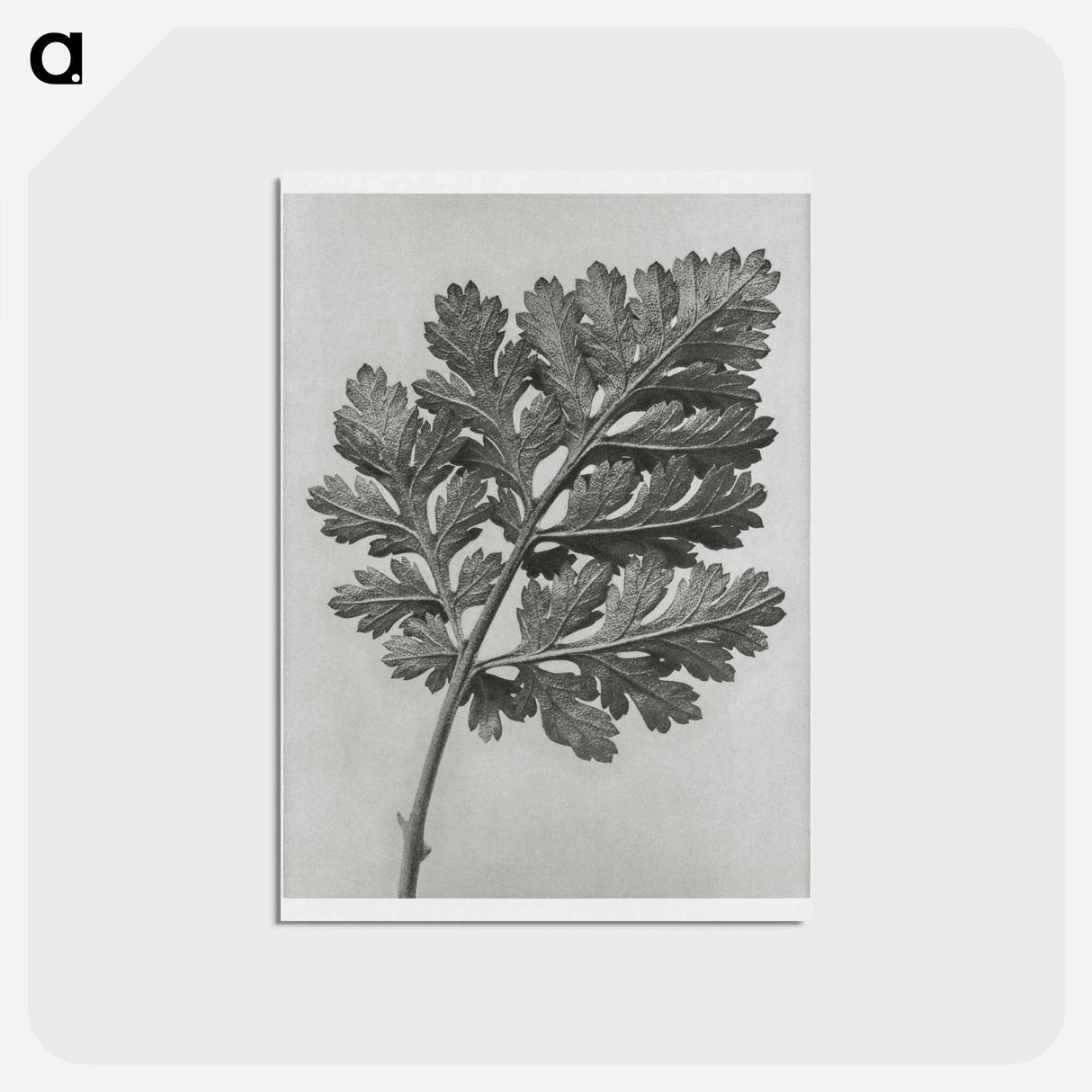 アートポストカード-Chrysanthemum parthenium - カール ブロスフェルト Postcard.