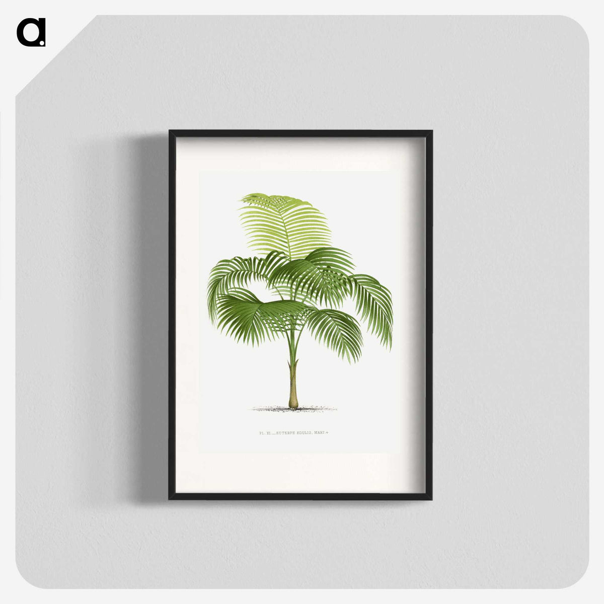 1-38_Les-Palmiers-Histoire-Iconographique_blk