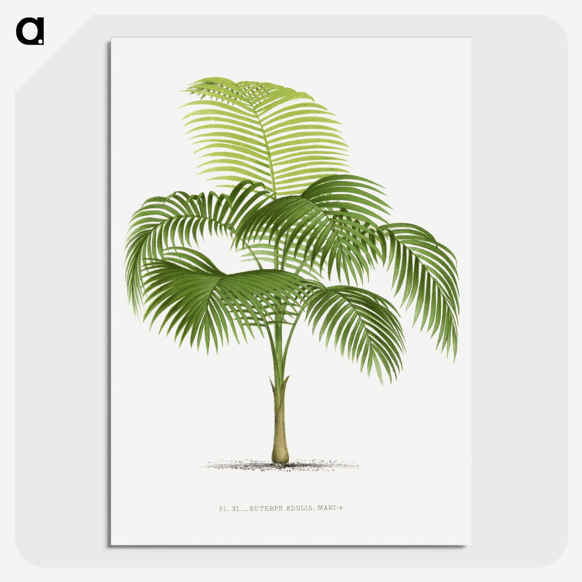 1-38_Les-Palmiers-Histoire-Iconographique_picture-crop