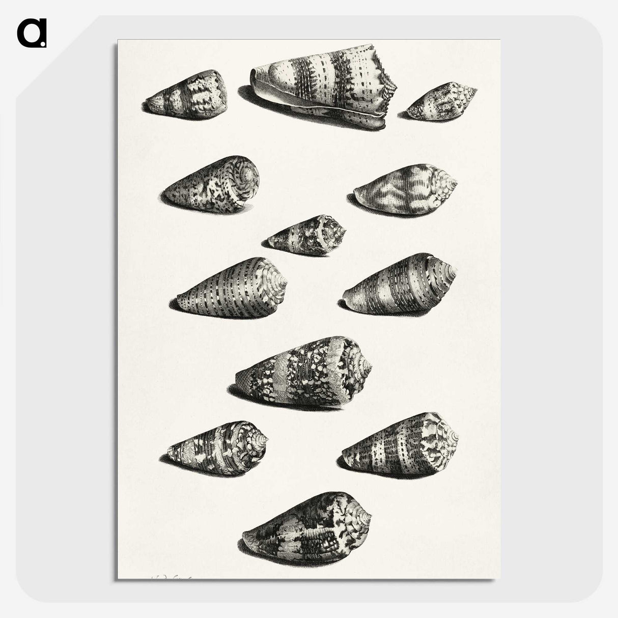 1-38_Maria-Sibylla-Merian_picture-crop