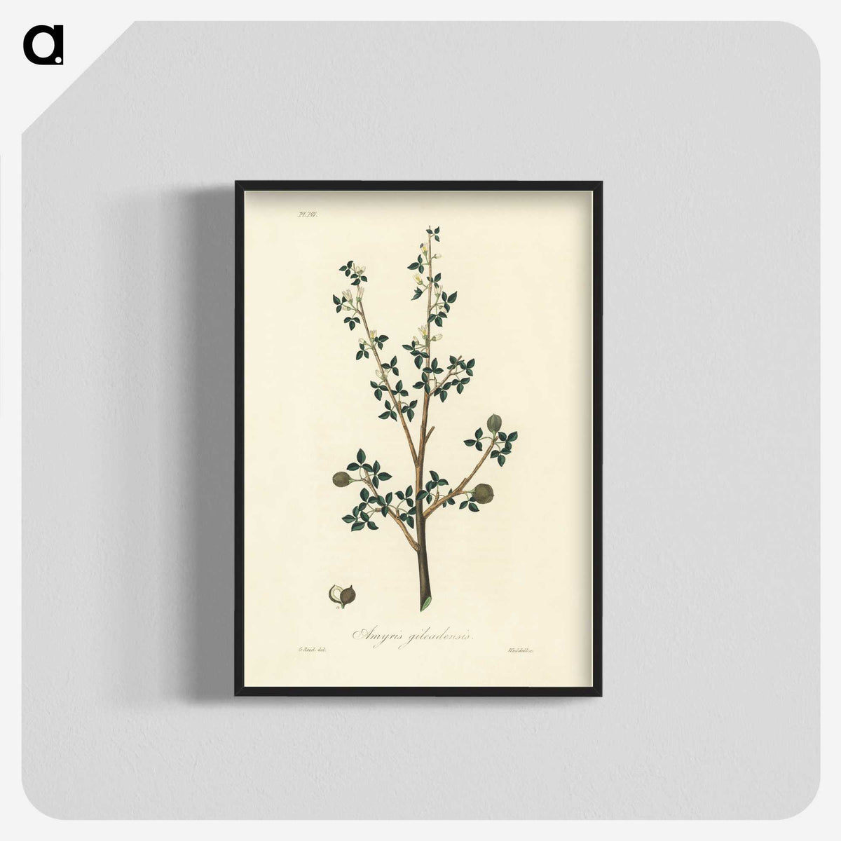1-38_Medical-Botany_blk-crop