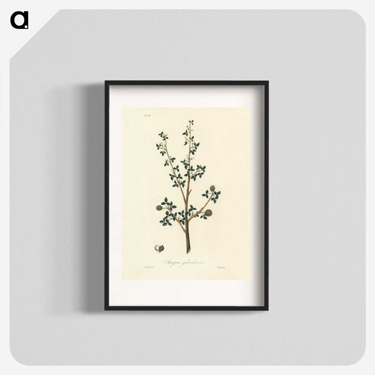 1-38_Medical-Botany_blk