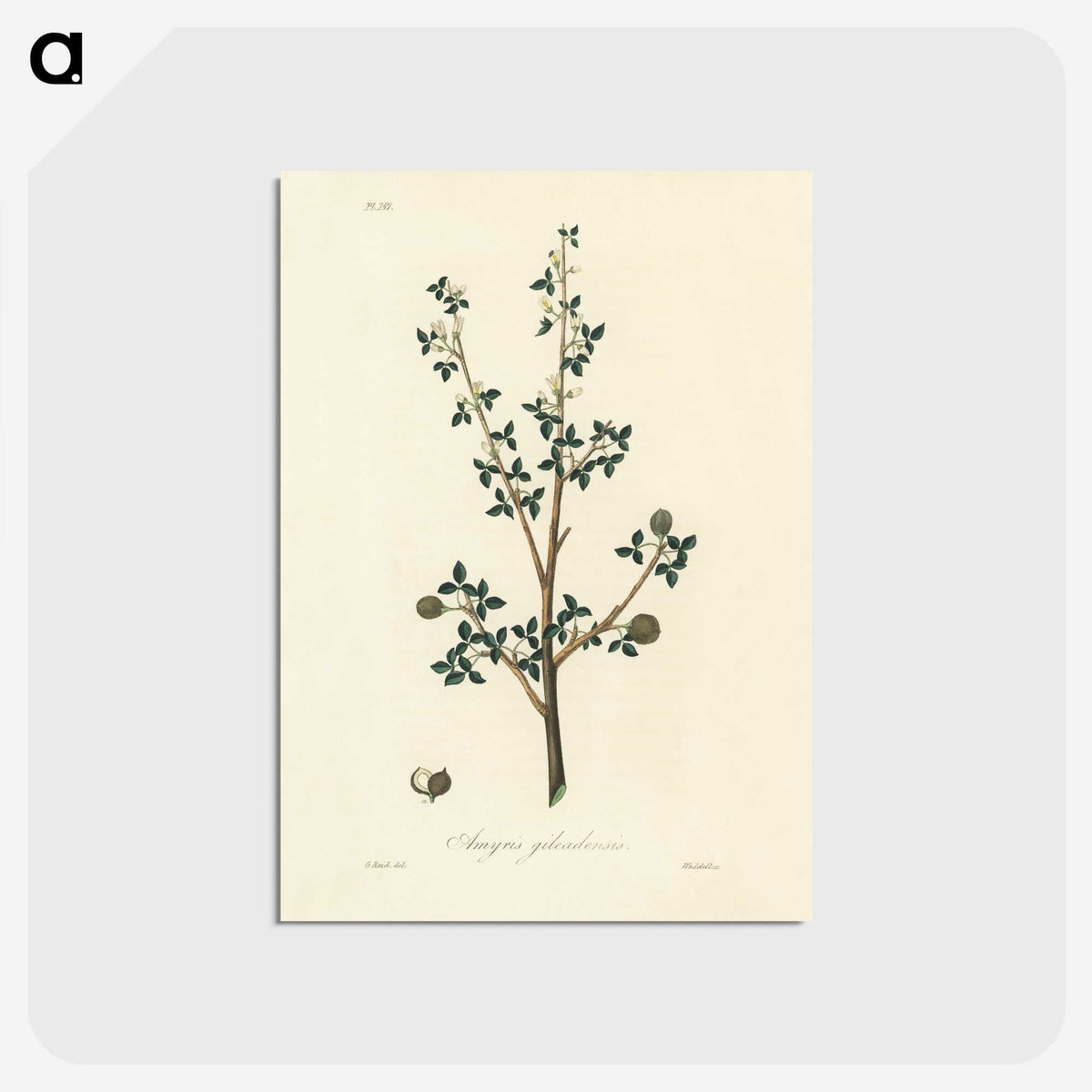 1-38_Medical-Botany_postcard