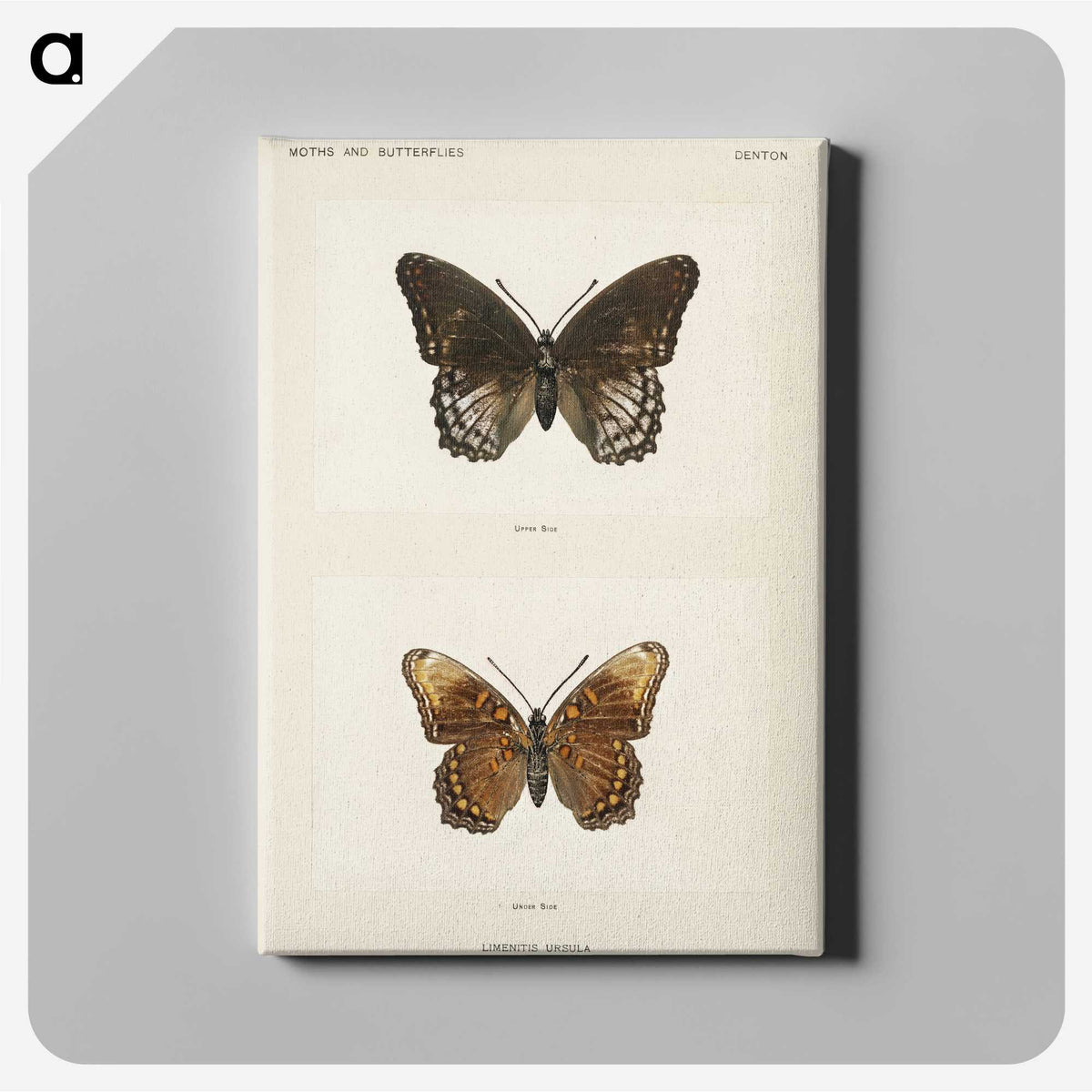 1-38_Moths-and-Butterflies-of-the-United-States_canvas