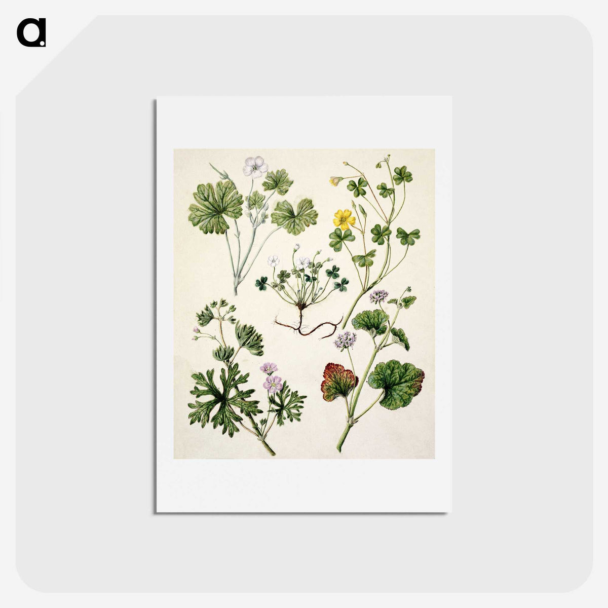 1-38_Native-Flowering-Plants-of-New-Zealand_hagaki