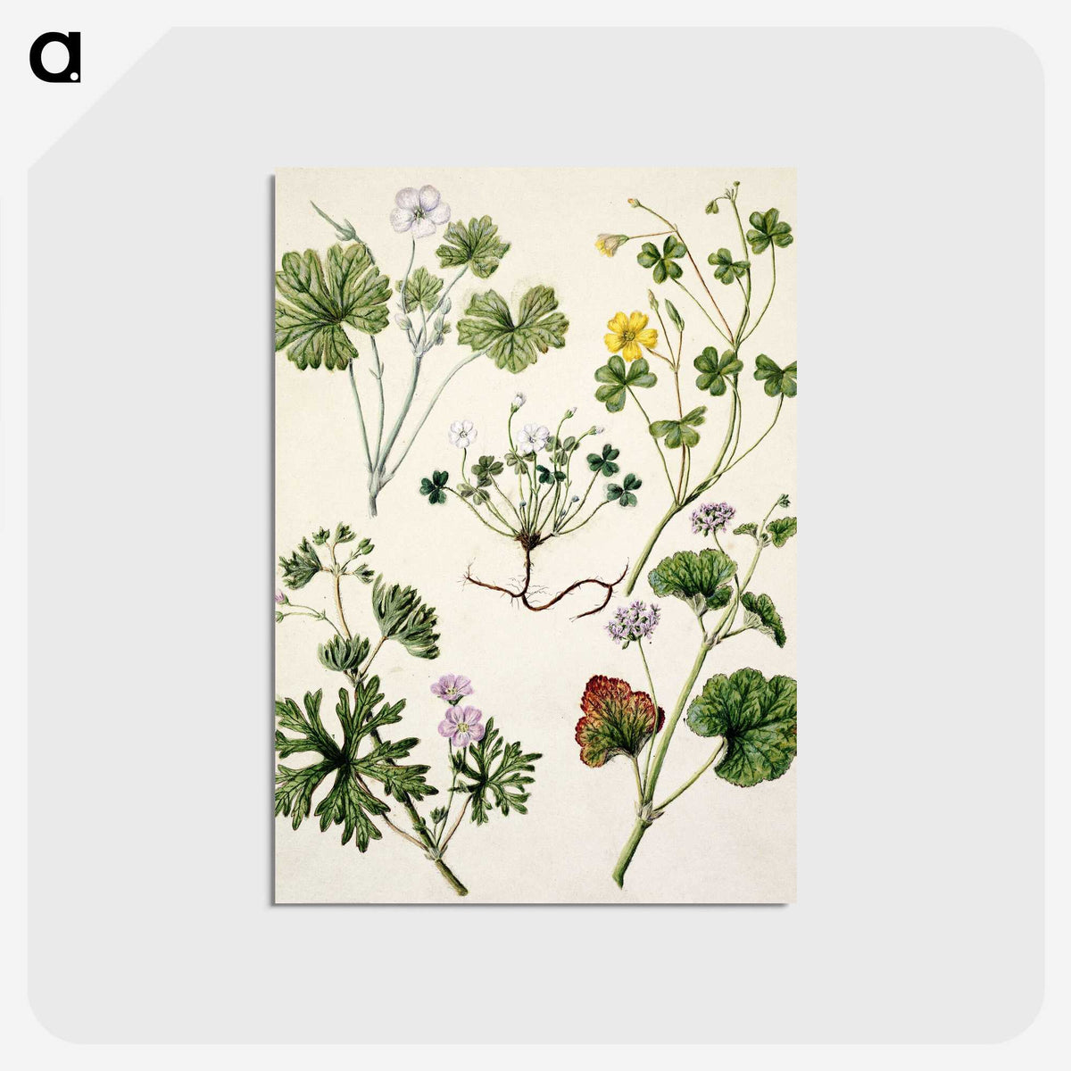 1-38_Native-Flowering-Plants-of-New-Zealand_postcard