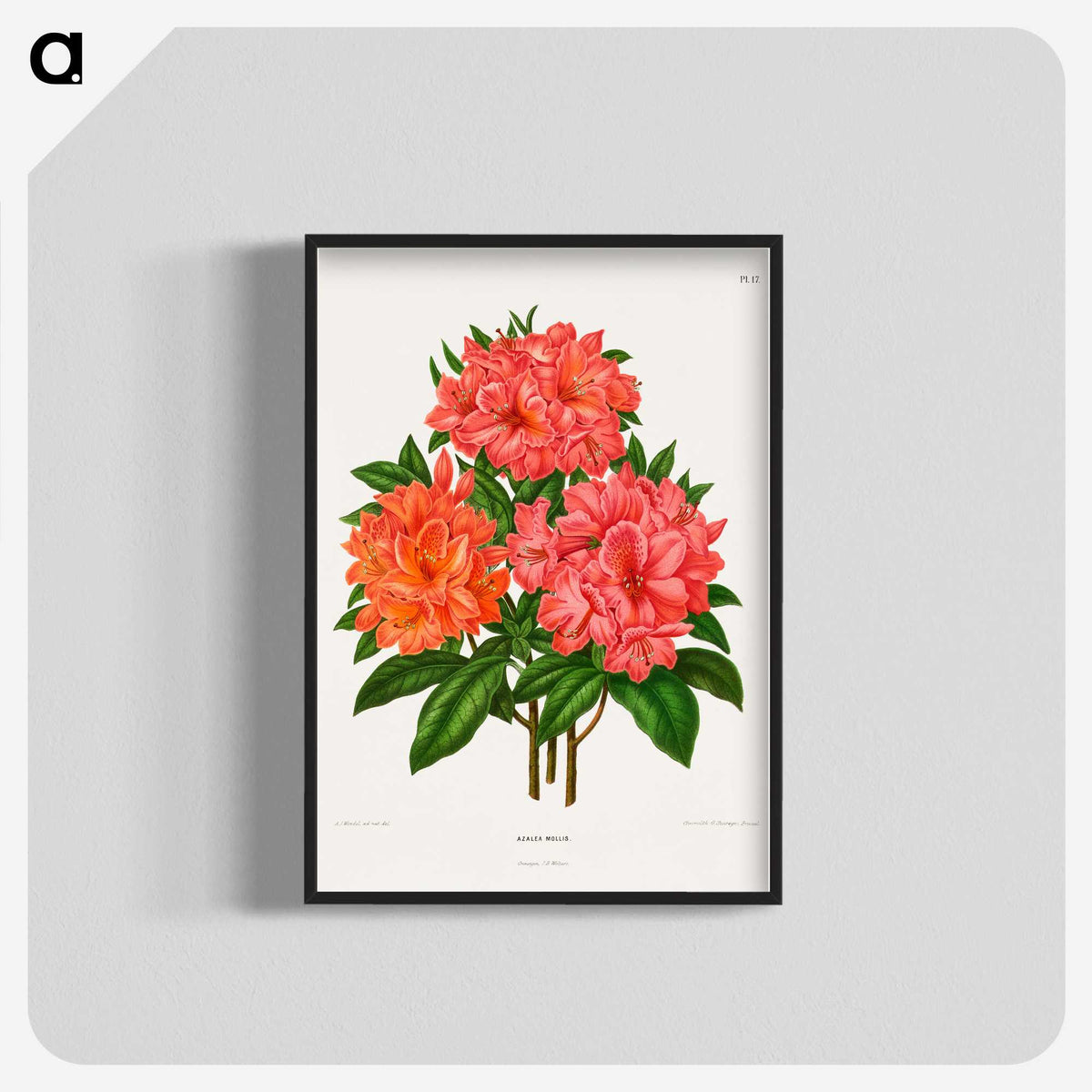 1-38_Nederlandsche-Flora-en-Pomona_blk-crop