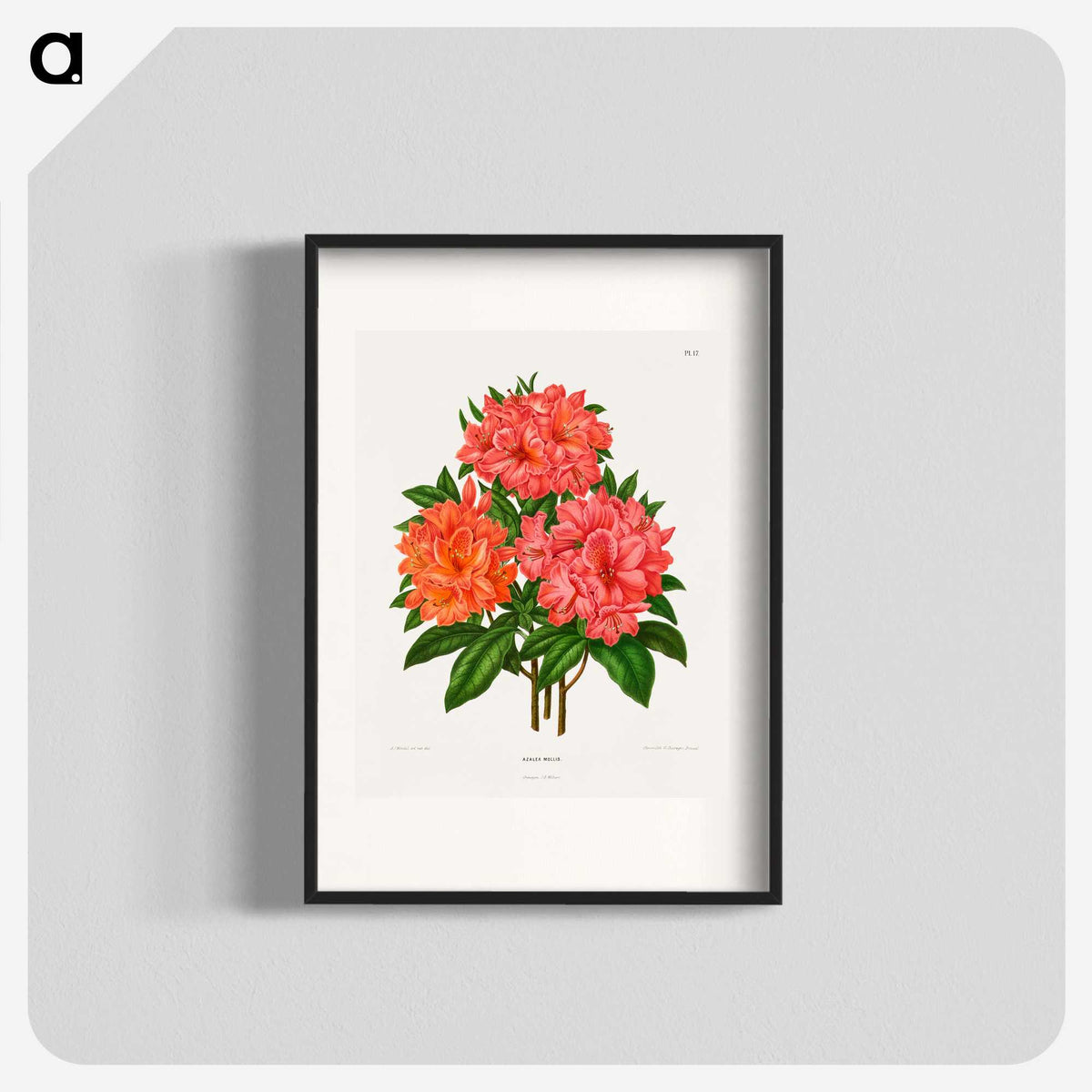 1-38_Nederlandsche-Flora-en-Pomona_blk
