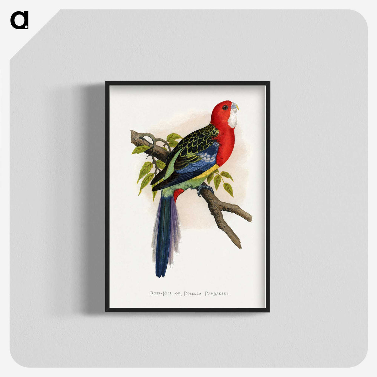 1-38_Parrots-in-Captivity_blk-crop