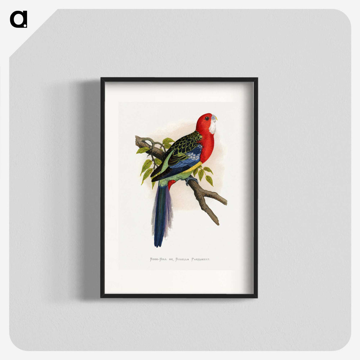 1-38_Parrots-in-Captivity_blk