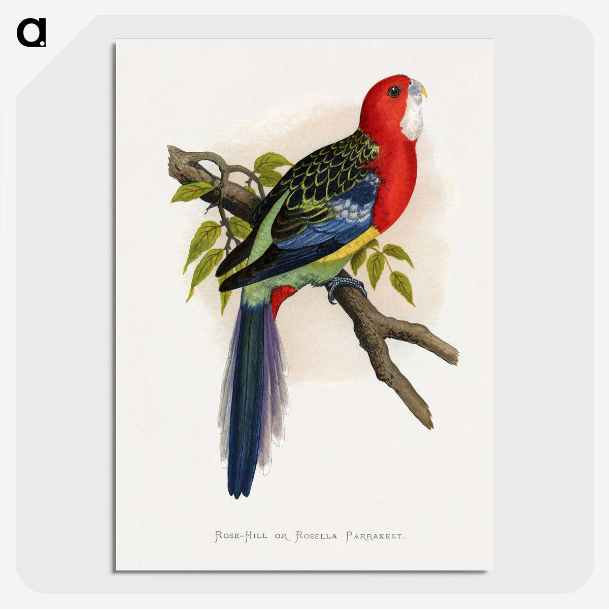1-38_Parrots-in-Captivity_picture-crop