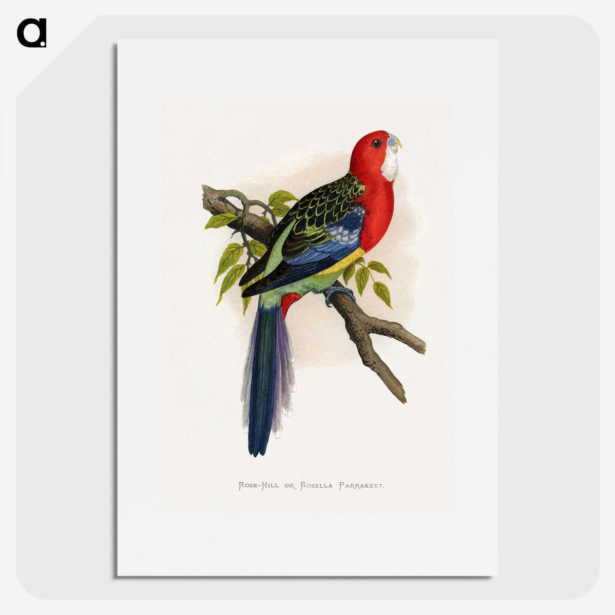 1-38_Parrots-in-Captivity_picture