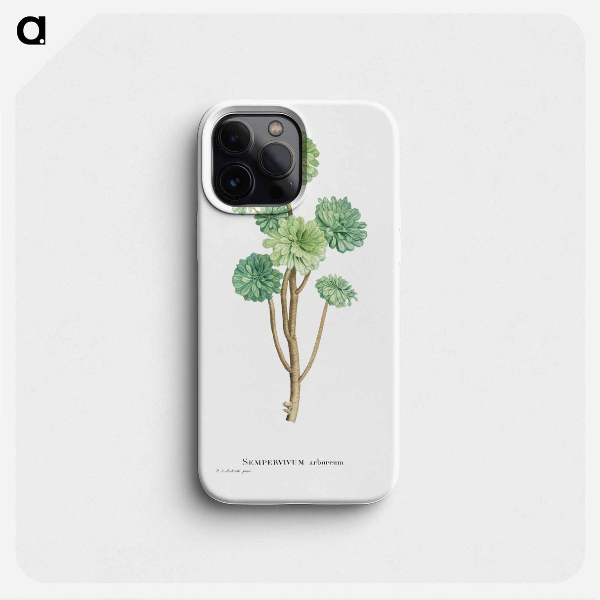 Sempervivum Arboreum (Tree Houseleek) - ピエール ジョゼフ ルドゥーテ Phone Case.
