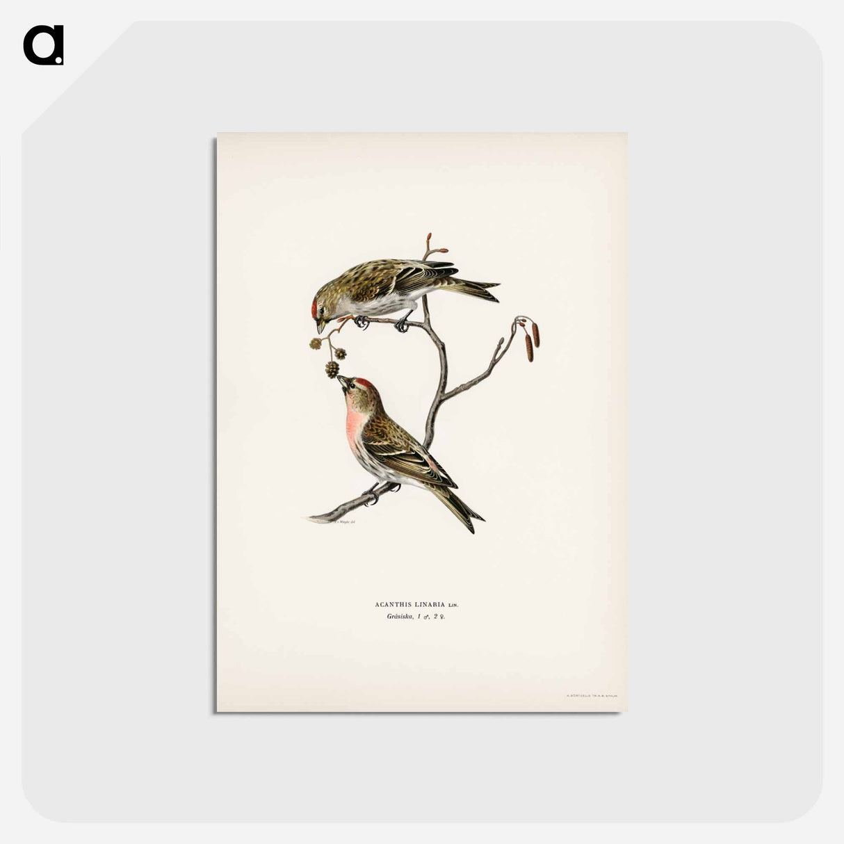 アートポストカード-Common Linnet
- スヴェンスカ フォグラル Postcard.