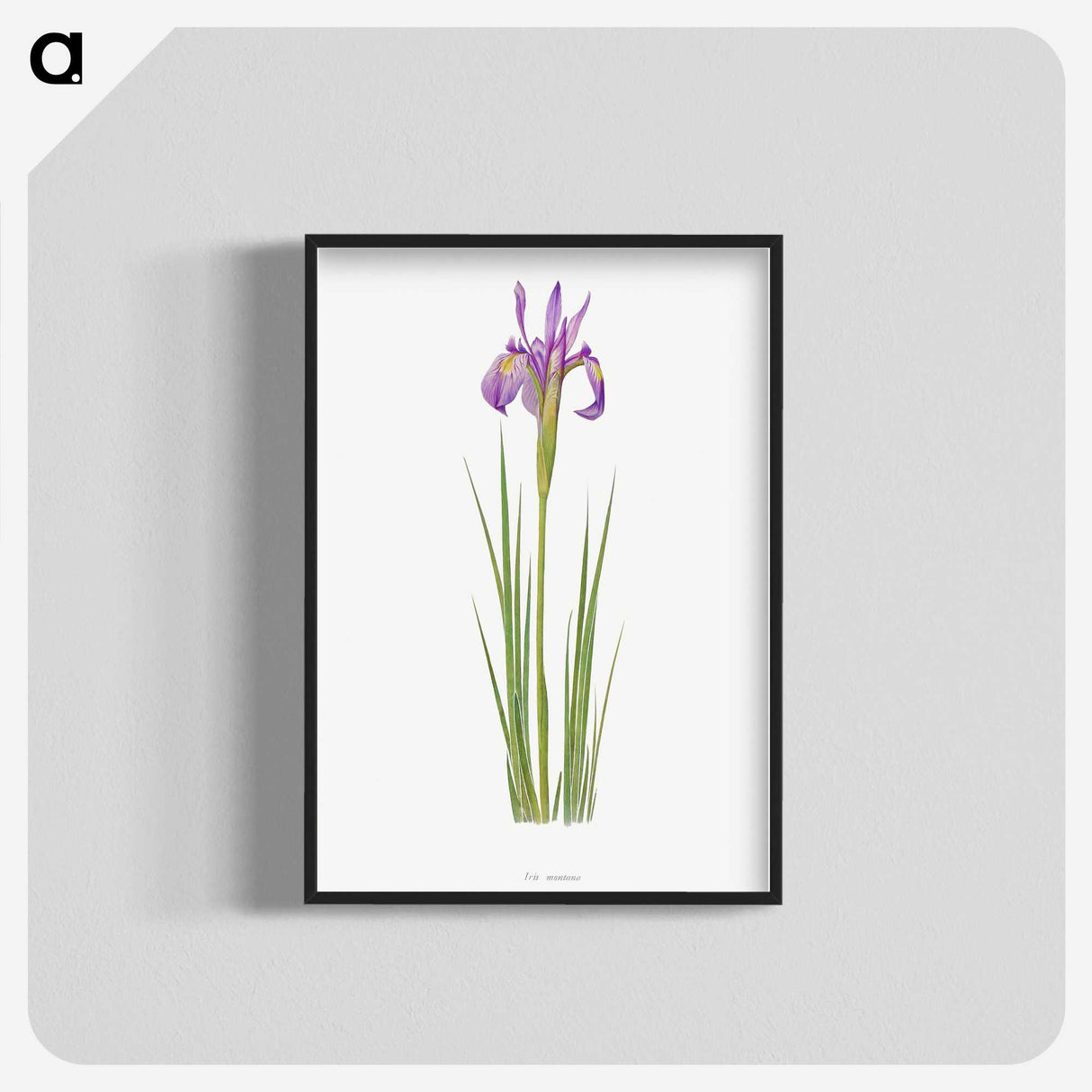 1-38_The-Genus-Iris_blk-crop