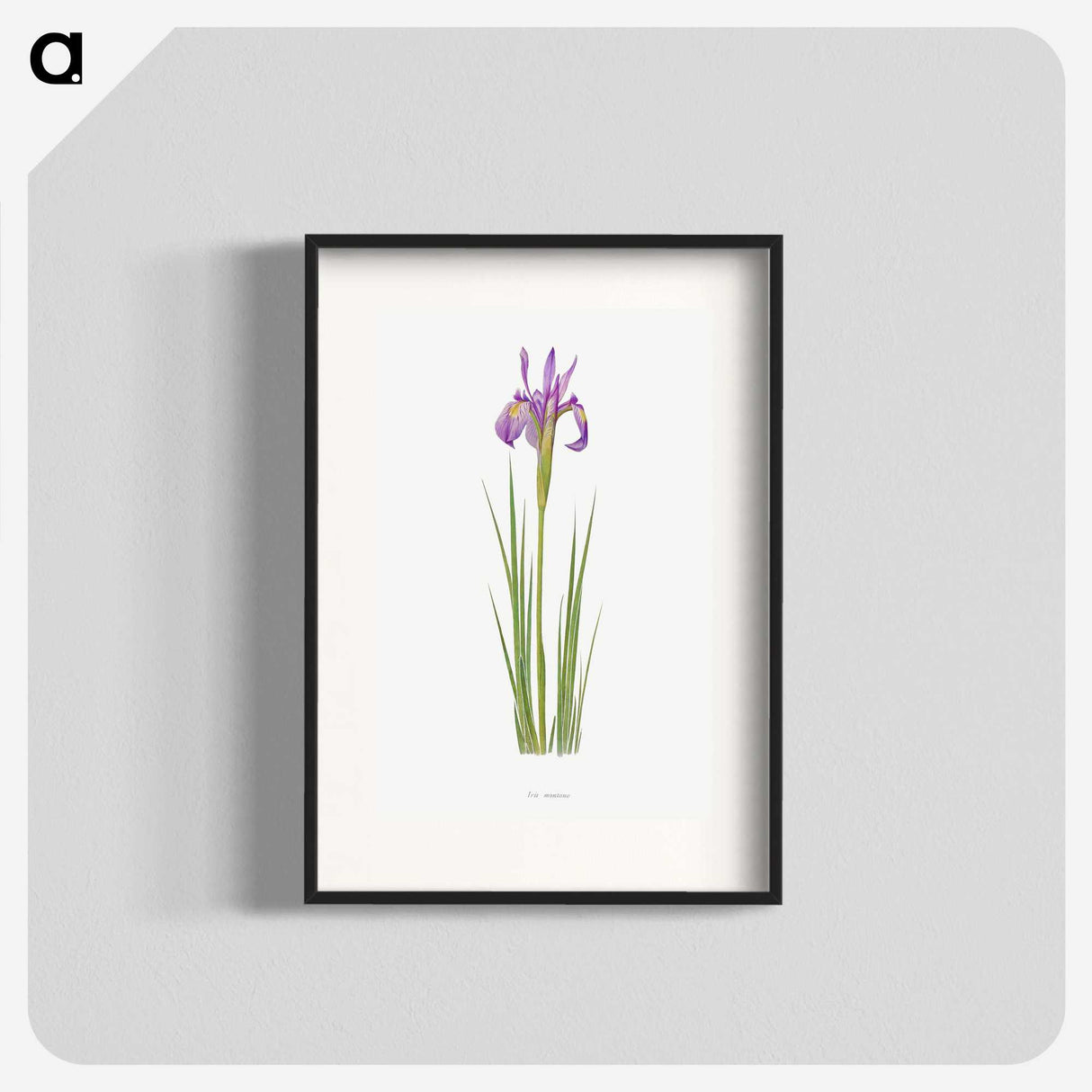1-38_The-Genus-Iris_blk