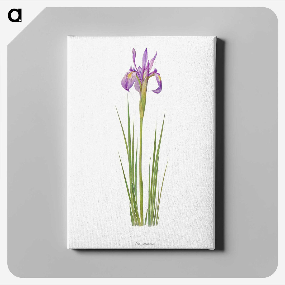 1-38_The-Genus-Iris_canvas