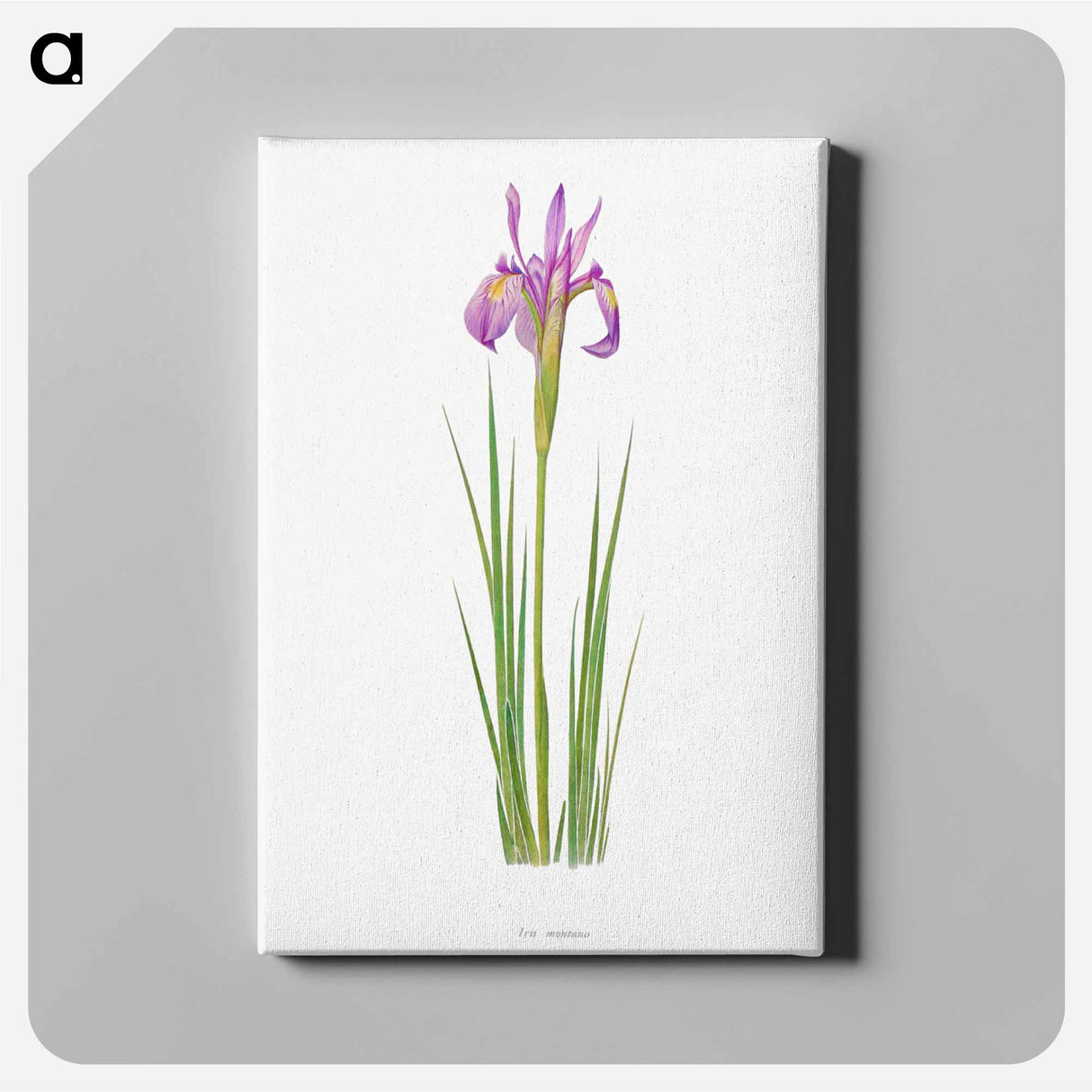 アートパネル-Iris Montana from The genus Iris
- アヤメ属 Canvas.