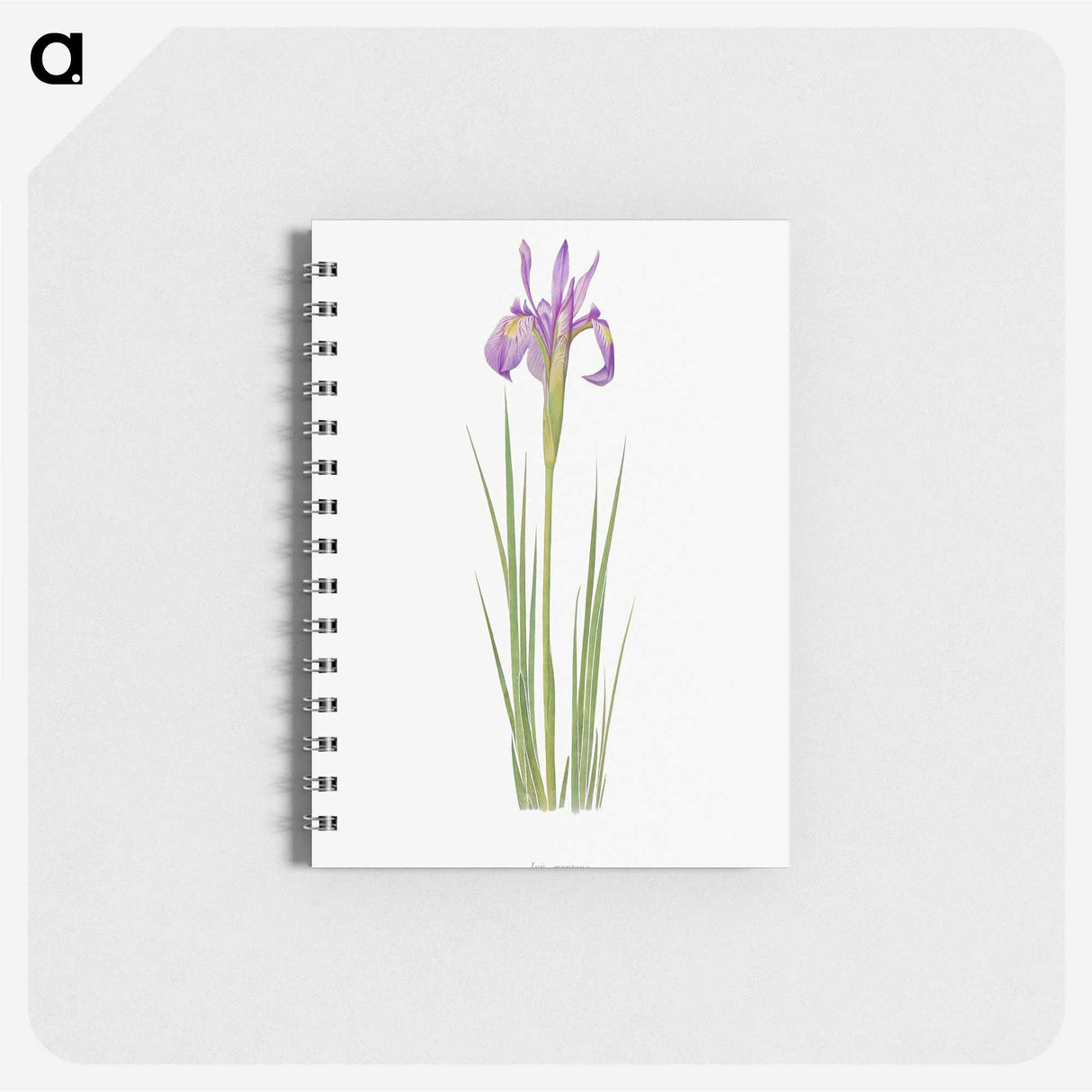 1-38_The-Genus-Iris_memo