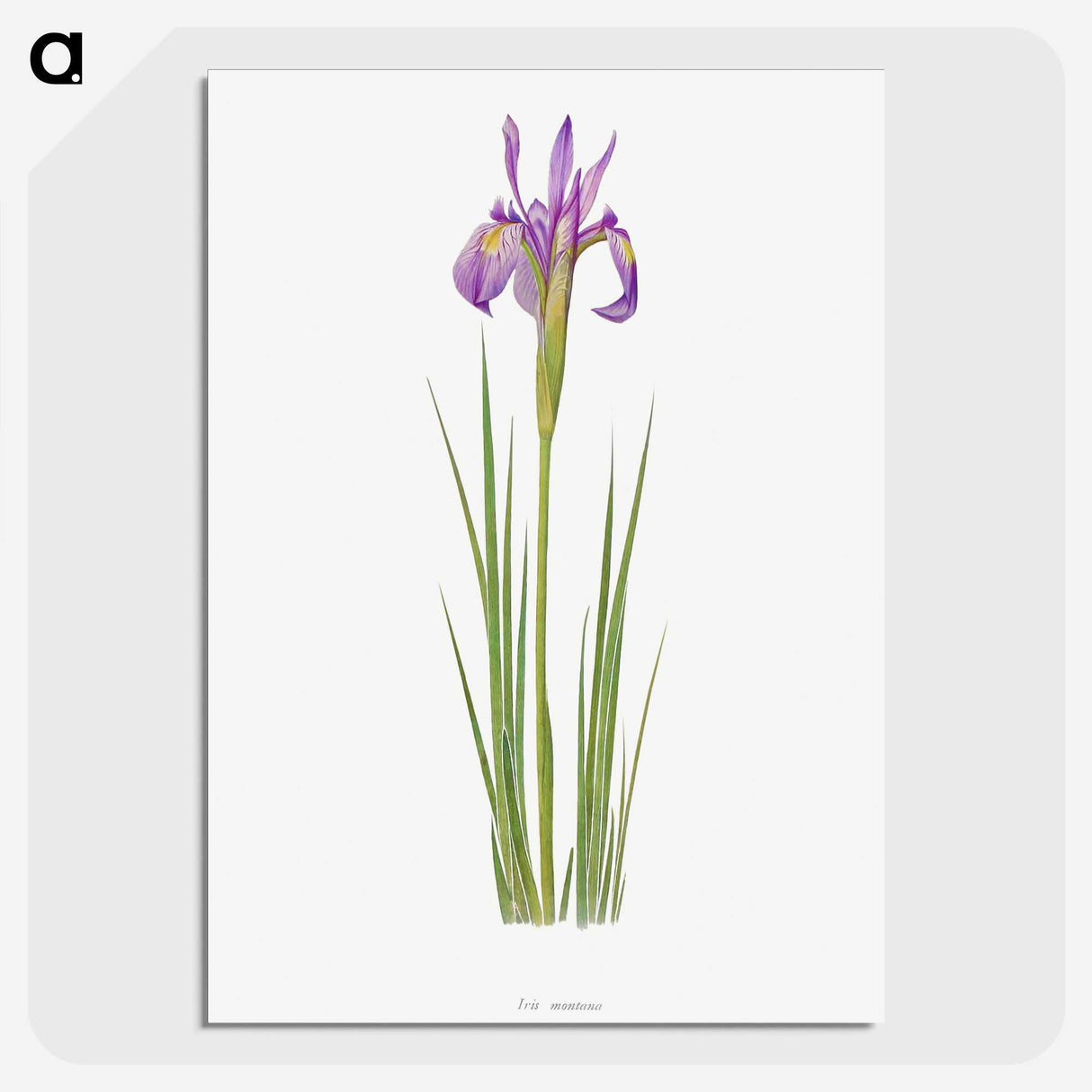 1-38_The-Genus-Iris_picture-crop