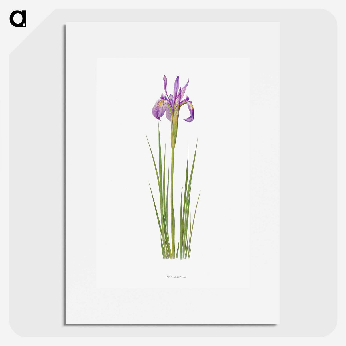 1-38_The-Genus-Iris_picture