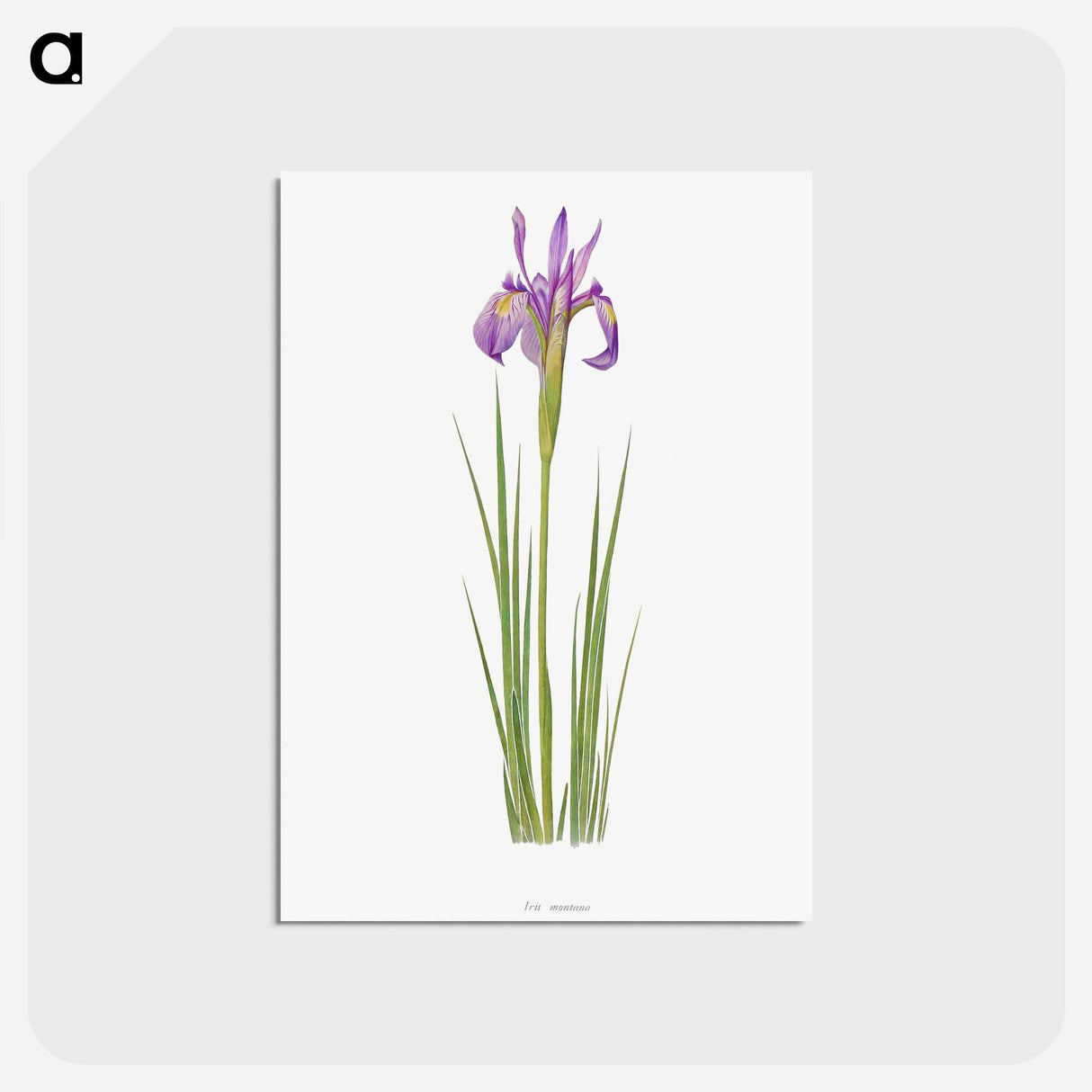 1-38_The-Genus-Iris_postcard